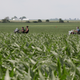 Motorcyclist ride past a cornfield on June 13, 2018 near Dwight, Illinois